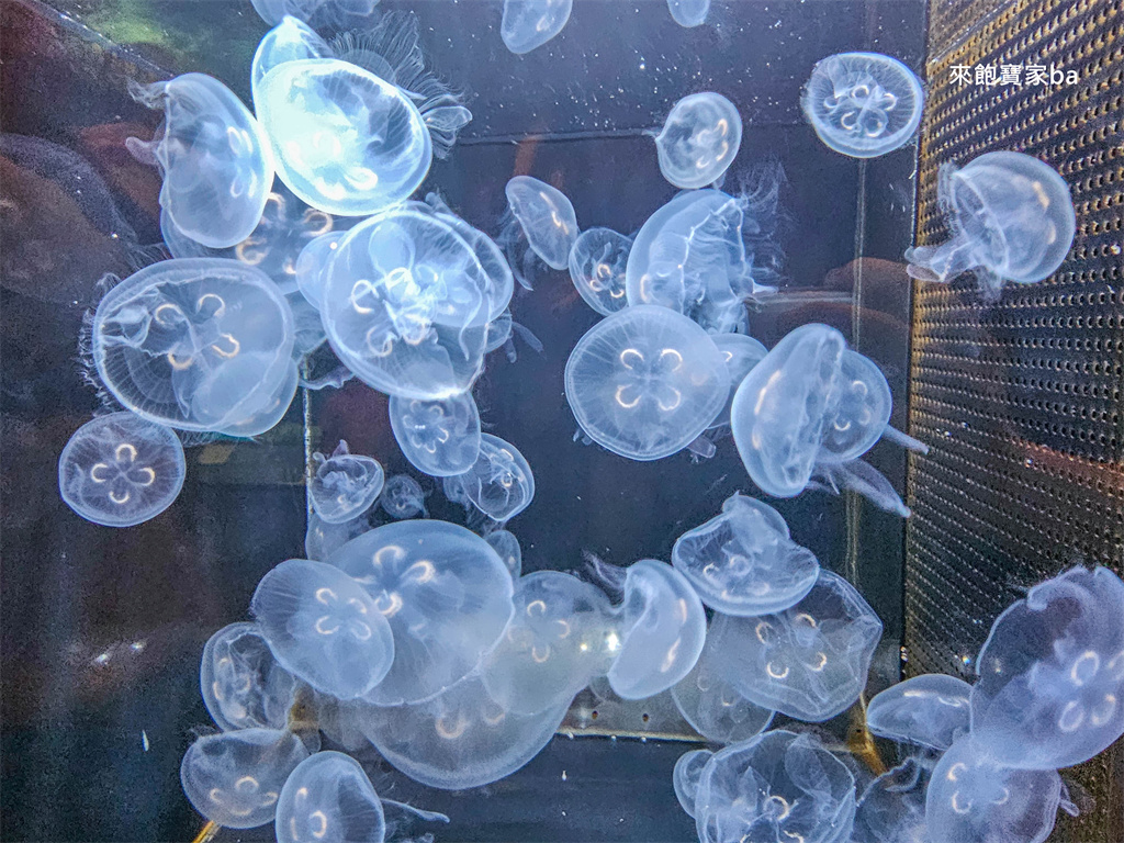 日本長崎【長崎企鵝水族館】全世界企鵝種類最多，近距離觀察170隻企鵝（2026最新門票/開放時間） @來飽寶家ba