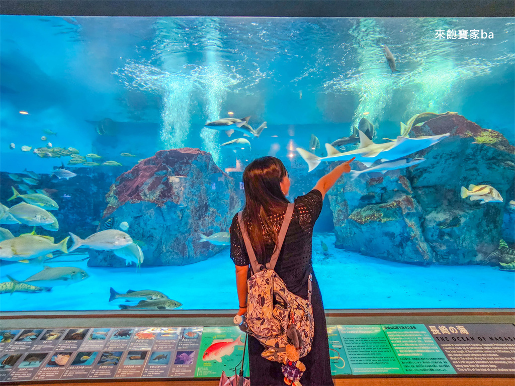 日本長崎【長崎企鵝水族館】全世界企鵝種類最多，近距離觀察170隻企鵝（2026最新門票/開放時間） @來飽寶家ba