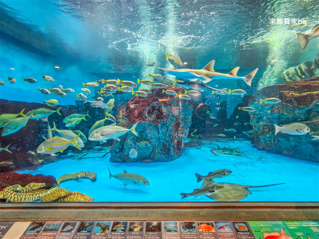 日本長崎【長崎企鵝水族館】全世界企鵝種類最多，近距離觀察170隻企鵝（2026最新門票/開放時間） @來飽寶家ba