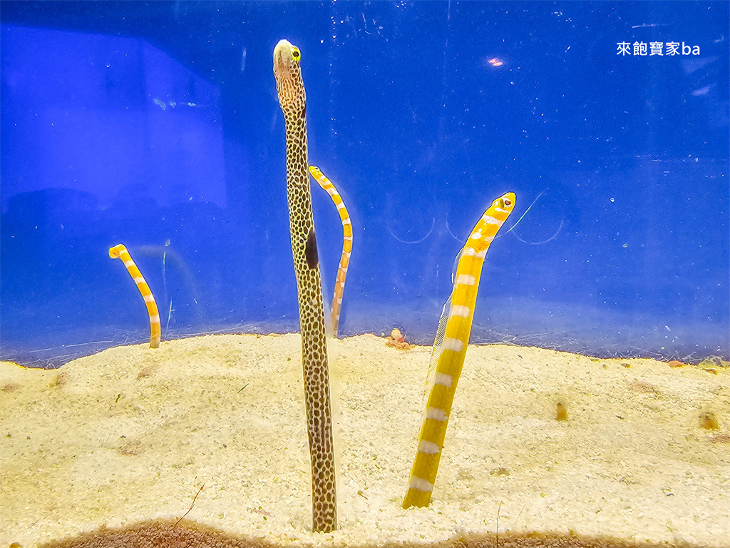 日本長崎【長崎企鵝水族館】全世界企鵝種類最多，近距離觀察170隻企鵝（2026最新門票/開放時間） @來飽寶家ba