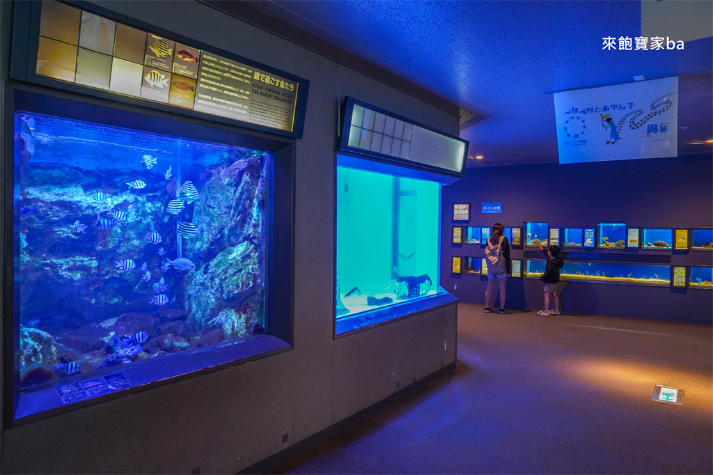 日本長崎【長崎企鵝水族館】全世界企鵝種類最多，近距離觀察170隻企鵝（2026最新門票/開放時間） @來飽寶家ba