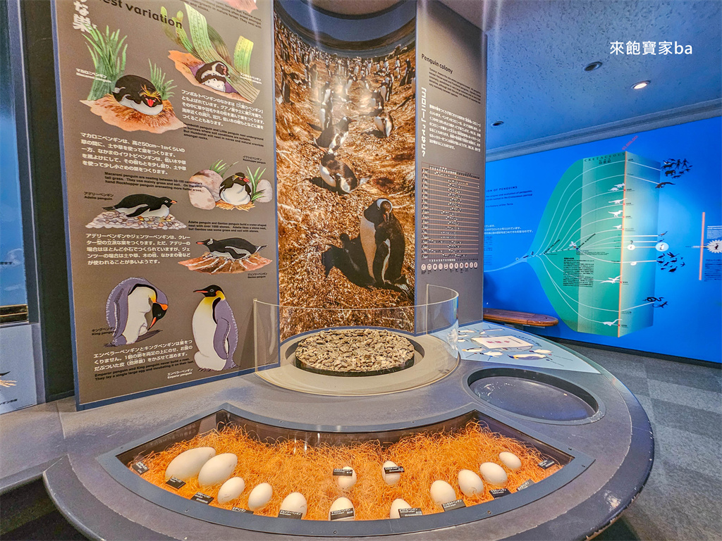 日本長崎【長崎企鵝水族館】全世界企鵝種類最多，近距離觀察170隻企鵝（2026最新門票/開放時間） @來飽寶家ba