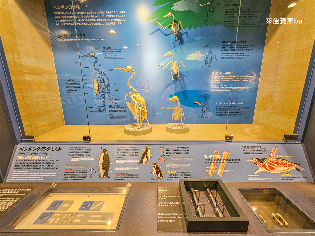 日本長崎【長崎企鵝水族館】全世界企鵝種類最多，近距離觀察170隻企鵝（2026最新門票/開放時間） @來飽寶家ba