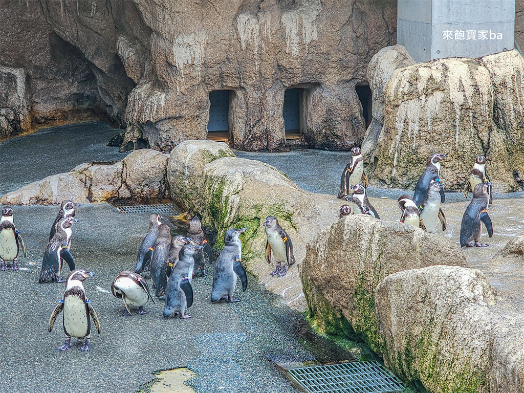 日本長崎【長崎企鵝水族館】全世界企鵝種類最多，近距離觀察170隻企鵝（2026最新門票/開放時間） @來飽寶家ba