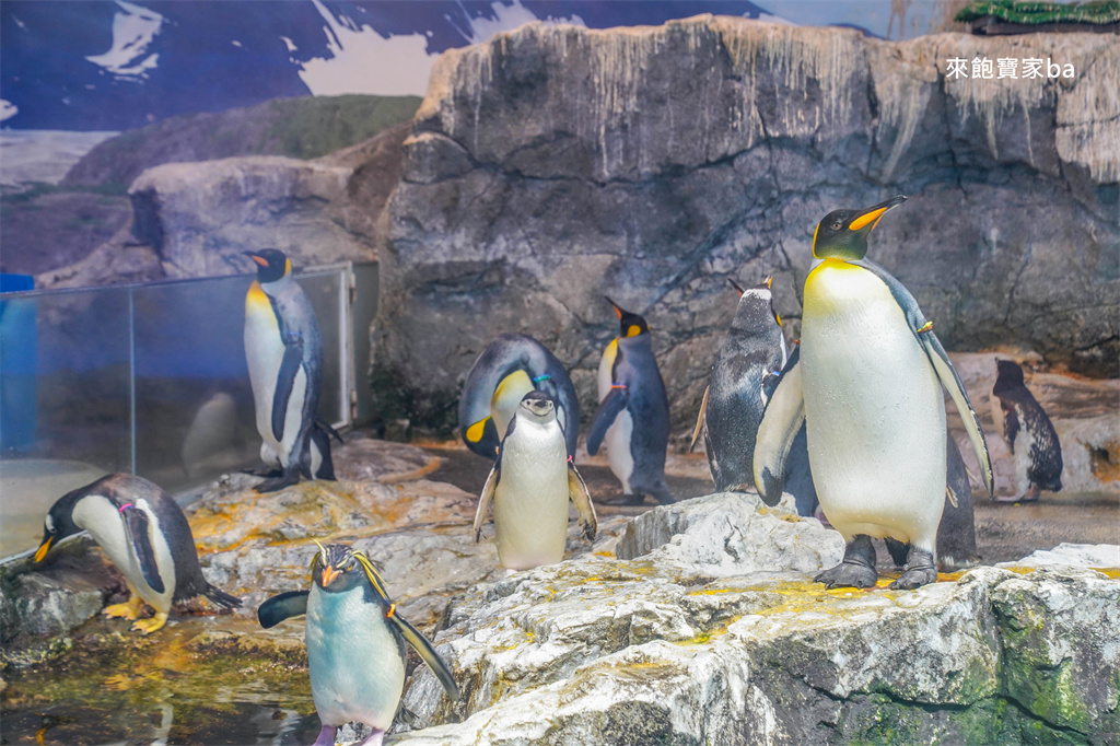 日本長崎【長崎企鵝水族館】全世界企鵝種類最多，近距離觀察170隻企鵝（2026最新門票/開放時間） @來飽寶家ba
