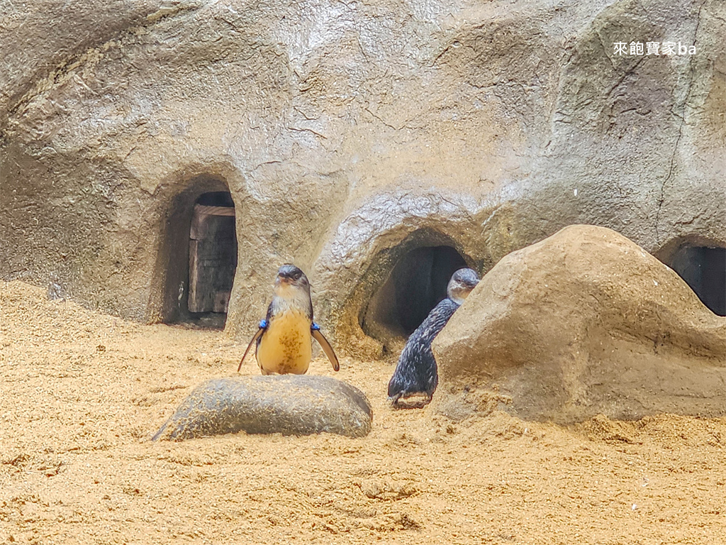 日本長崎【長崎企鵝水族館】全世界企鵝種類最多，近距離觀察170隻企鵝（2026最新門票/開放時間） @來飽寶家ba
