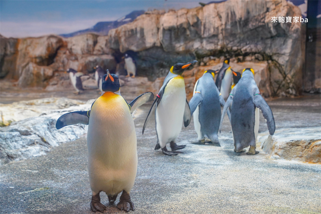日本長崎【長崎企鵝水族館】全世界企鵝種類最多，近距離觀察170隻企鵝（2026最新門票/開放時間） @來飽寶家ba