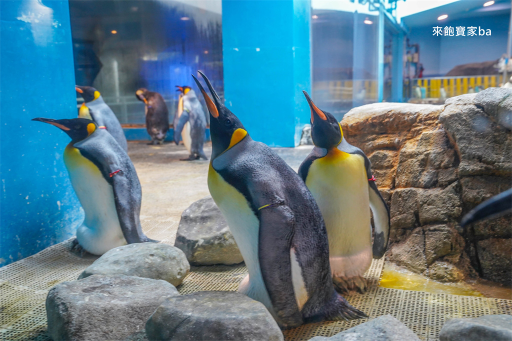 日本長崎【長崎企鵝水族館】全世界企鵝種類最多，近距離觀察170隻企鵝（2026最新門票/開放時間） @來飽寶家ba