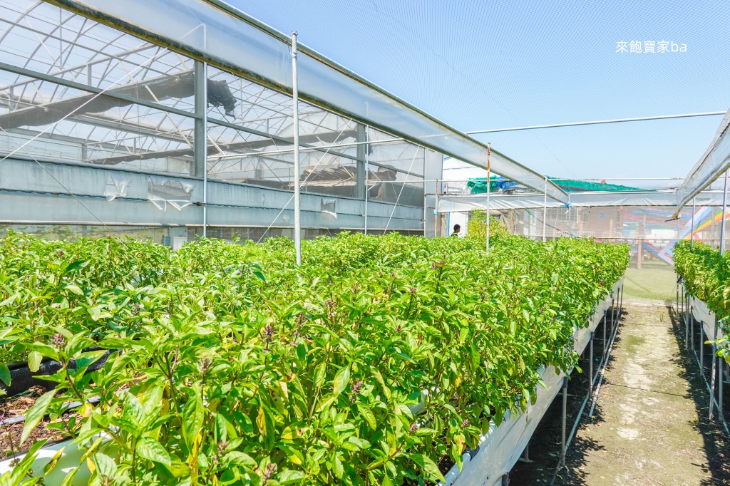 彰化玩水景點【樂採果溫室觀光農場】夏季限定戲水池，香腸DIY、 抓泥鰍等親子體驗 @來飽寶家ba