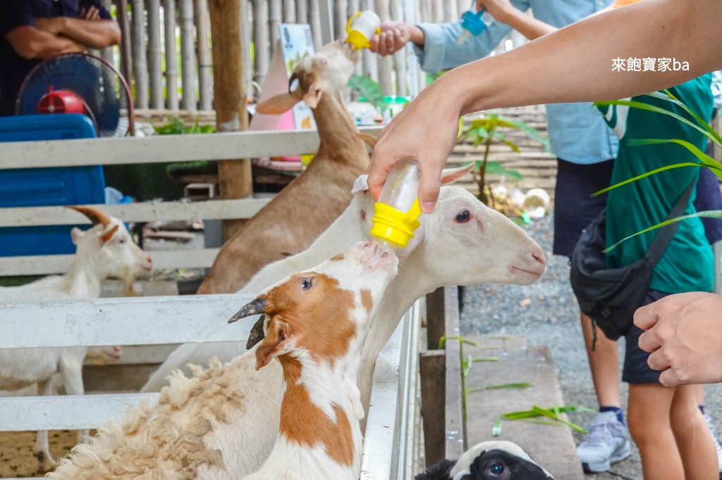 【椰林市集】椰林環繞的 Coconut Market,最好拍的清邁市集推薦 @來飽寶家ba 【椰林市集】椰林環繞的 Coconut Market,最好拍的清邁市集推薦 @來飽寶家ba