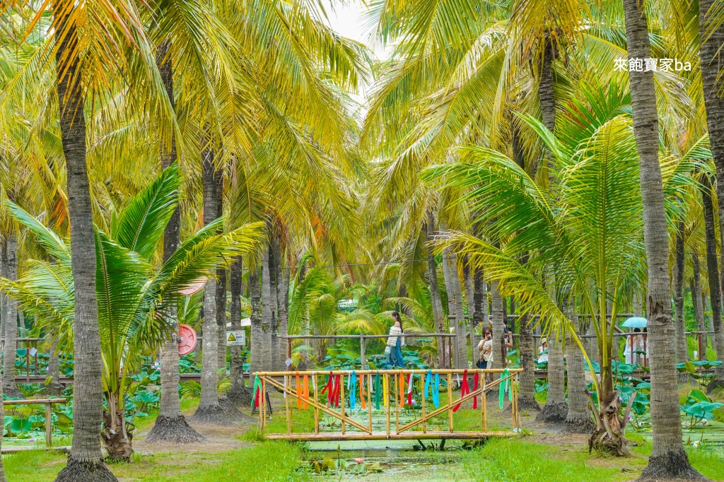 【椰林市集】椰林環繞的 Coconut Market,最好拍的清邁市集推薦 @來飽寶家ba 【椰林市集】椰林環繞的 Coconut Market,最好拍的清邁市集推薦 @來飽寶家ba