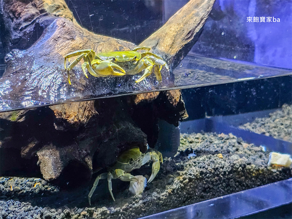 台中清水｜台中海洋館值得去嗎？展區亮點、門票資訊與海線半日遊這樣排！ @來飽寶家ba