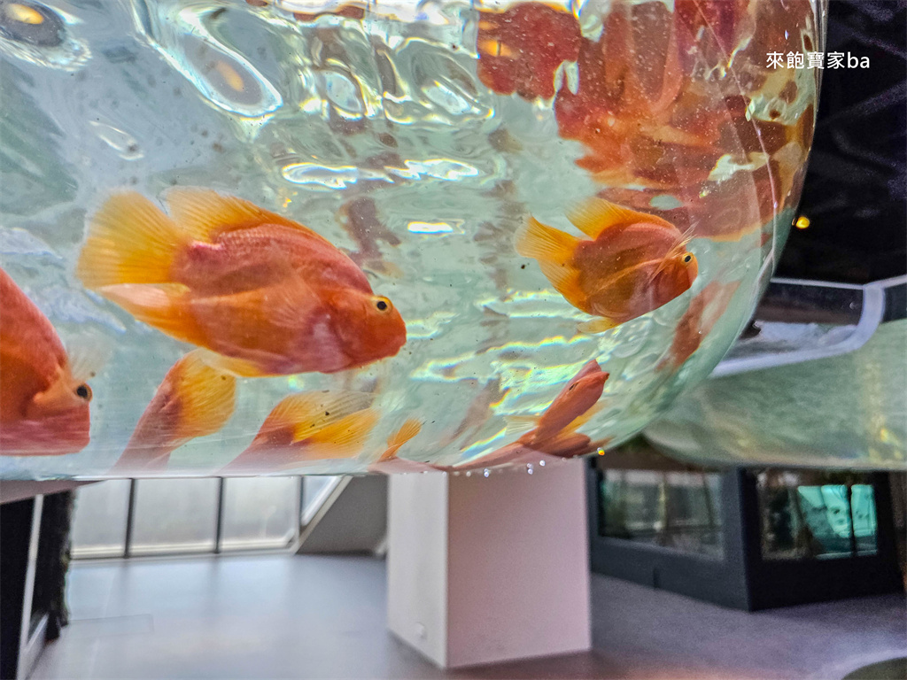 台中清水｜台中海洋館值得去嗎？展區亮點、門票資訊與海線半日遊這樣排！ @來飽寶家ba