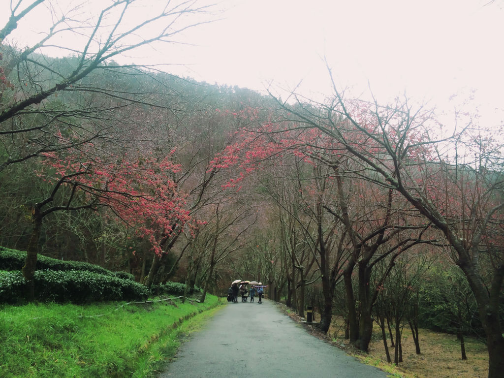 【台中住宿推薦】武陵國民賓館｜來去台中和平武陵農場住一晚，武陵國民賓館一泊二食（111年武陵農場櫻花季2月份訂房公告） @來飽寶家ba