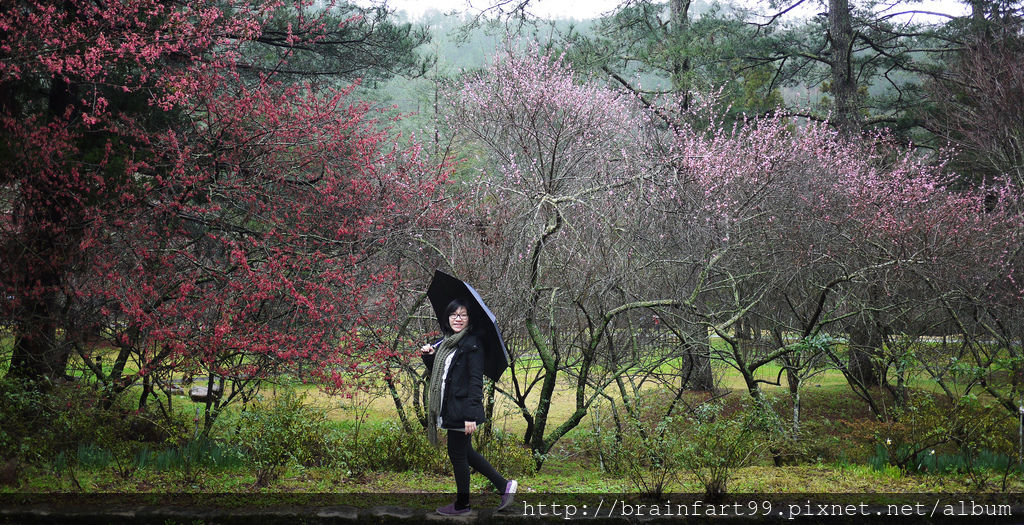 【台中住宿推薦】武陵國民賓館｜來去台中和平武陵農場住一晚，武陵國民賓館一泊二食（111年武陵農場櫻花季2月份訂房公告） @來飽寶家ba