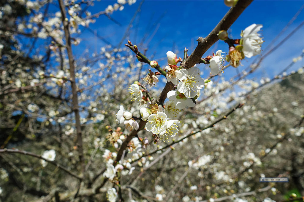 賴家古厝 ｜ 高雄賞梅?六龜寶來山區免費賞梅好去處！ @來飽寶家ba