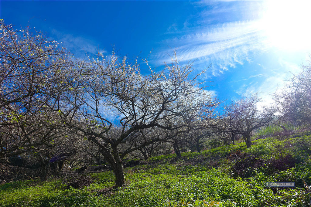 賴家古厝 ｜ 高雄賞梅?六龜寶來山區免費賞梅好去處！ @來飽寶家ba