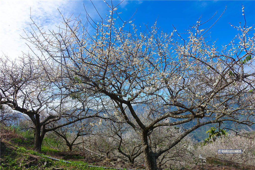 賴家古厝 ｜ 高雄賞梅?六龜寶來山區免費賞梅好去處！ @來飽寶家ba