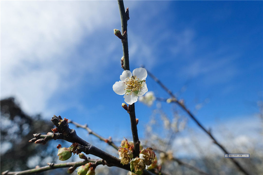 賴家古厝 ｜ 高雄賞梅?六龜寶來山區免費賞梅好去處！ @來飽寶家ba