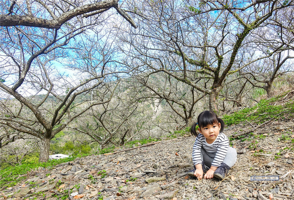 賴家古厝 ｜ 高雄賞梅?六龜寶來山區免費賞梅好去處！ @來飽寶家ba