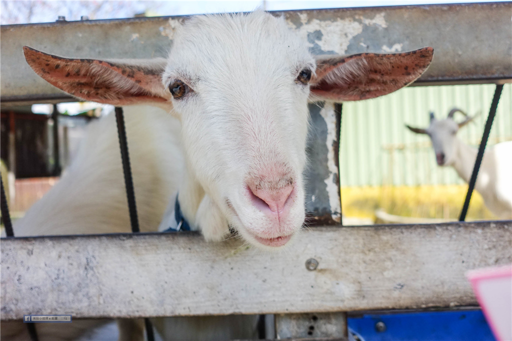 幸福20號農場 ｜宜蘭近梅花湖，餵羊餵雞賞鴕鳥及原木鉛筆DIY @來飽寶家ba