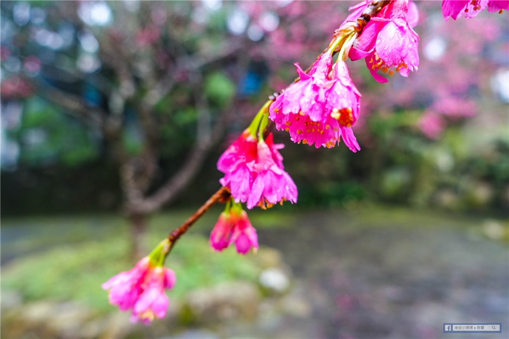 九族文化村 ｜ 一期一會櫻花祭，賞櫻花、搭水晶纜車、玩設施、祭典秀趁現在！ @來飽寶家ba