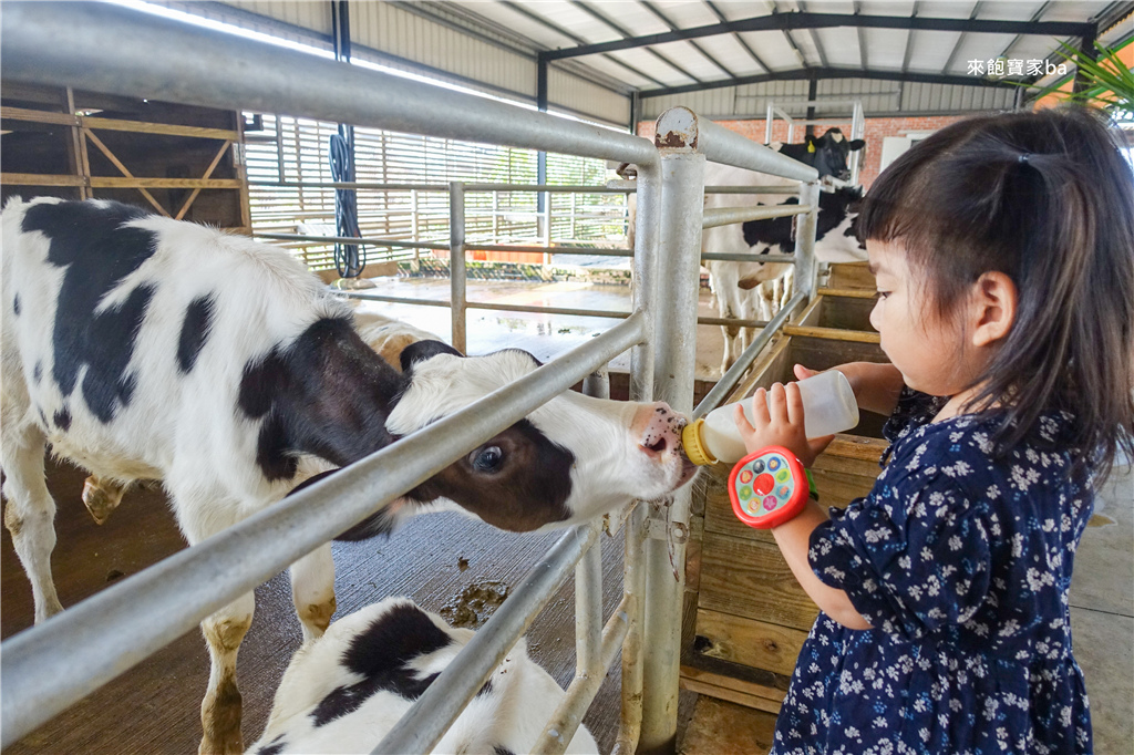 【台南親子景點】乳牛的家｜柳營牧場餵食小動物，搭乘五分車順遊新營糖廠！ @來飽寶家ba