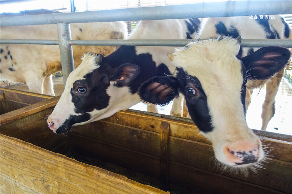 【台南親子景點】乳牛的家｜柳營牧場餵食小動物，搭乘五分車順遊新營糖廠！ @來飽寶家ba