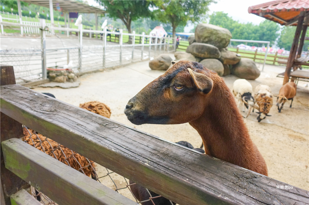 【嘉義景點】獨角仙休閒農場｜袋鼠、羊駝、梅花鹿媲美小型動物園！搭小火車、沙坑、草皮野餐，嘉義一日遊推薦 @來飽寶家ba