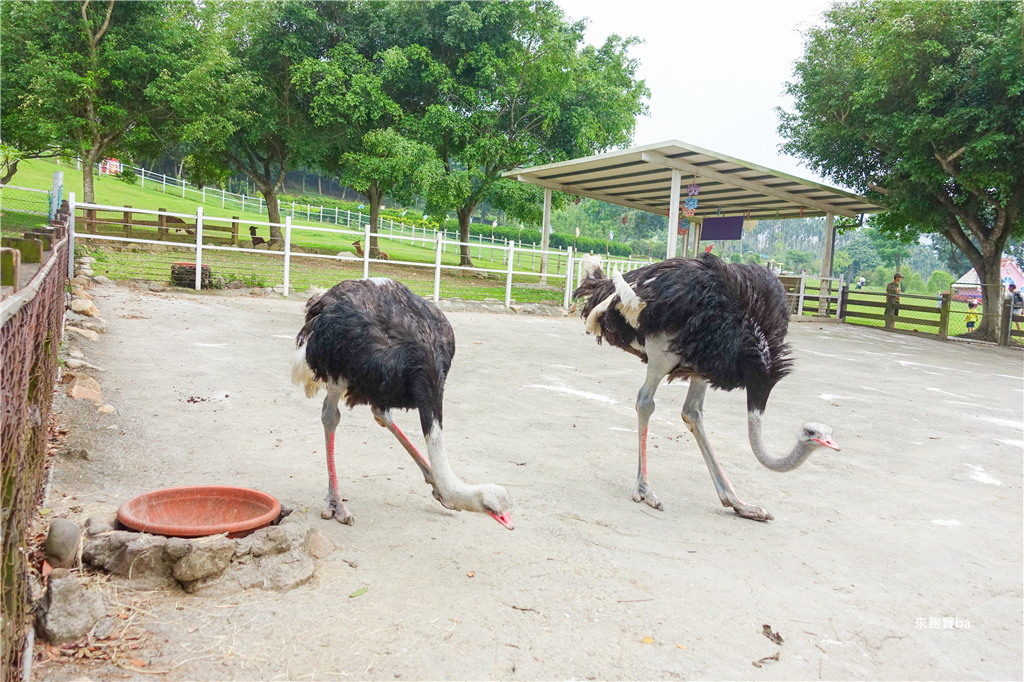 【嘉義景點】獨角仙休閒農場｜袋鼠、羊駝、梅花鹿媲美小型動物園！搭小火車、沙坑、草皮野餐，嘉義一日遊推薦 @來飽寶家ba