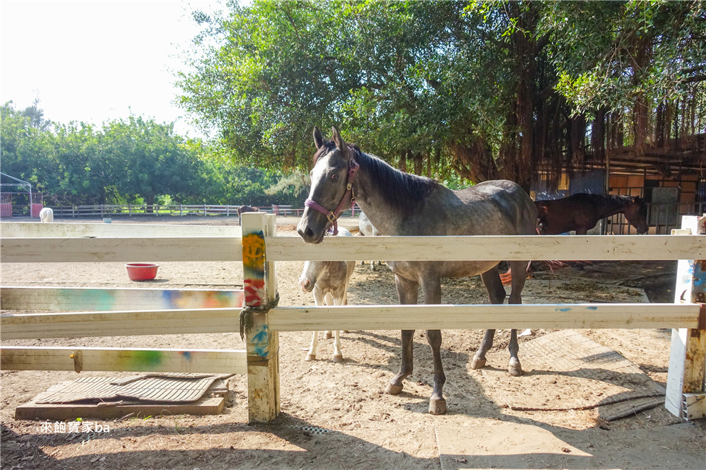 來去馬術場~餵馬、餵羊、騎馬體驗，騎乘迷你馬漫步親水公園 @來飽寶家ba