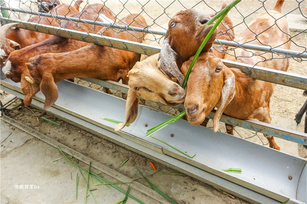 【台南親子景點】樹谷農場｜門票60元含飼料~可愛動物區餵食羊、鴕鳥、兔子、梅花鹿 @來飽寶家ba