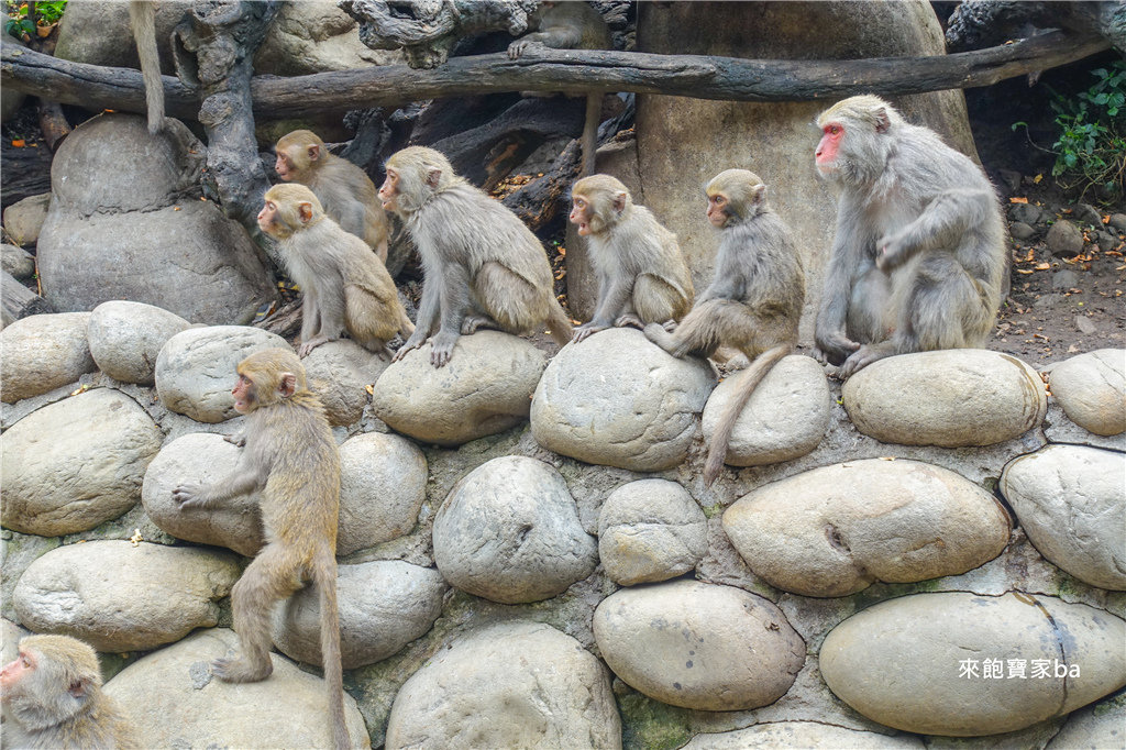 【台中大坑親子景點】郭叔叔獼猴生態區｜近距離觀察猴子、導覽解說台灣獼猴習性 @來飽寶家ba
