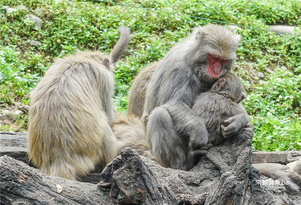 【台中大坑親子景點】郭叔叔獼猴生態區｜近距離觀察猴子、導覽解說台灣獼猴習性 @來飽寶家ba