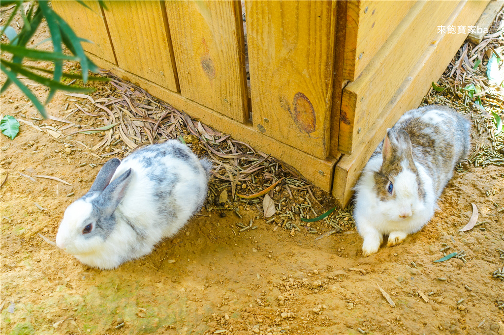 【苗栗親子景點】頭屋橙香森林｜橘子園隱藏橙香隧道、玻璃屋，大草皮、兔兔、冬天期間限定採橘子體驗！ @來飽寶家ba