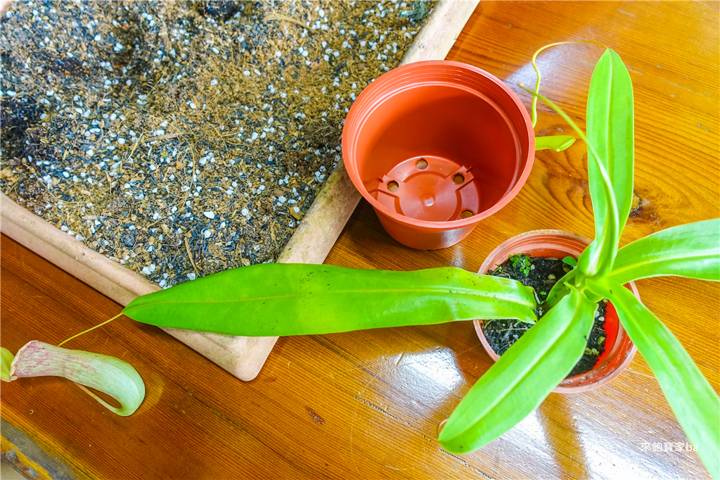 【宜蘭員山景點】波的農場食蟲植物館｜全台唯一以食蟲植物為主題的生態農場，DIY PIZZA、種植豬籠草、導覽！ @來飽寶家ba