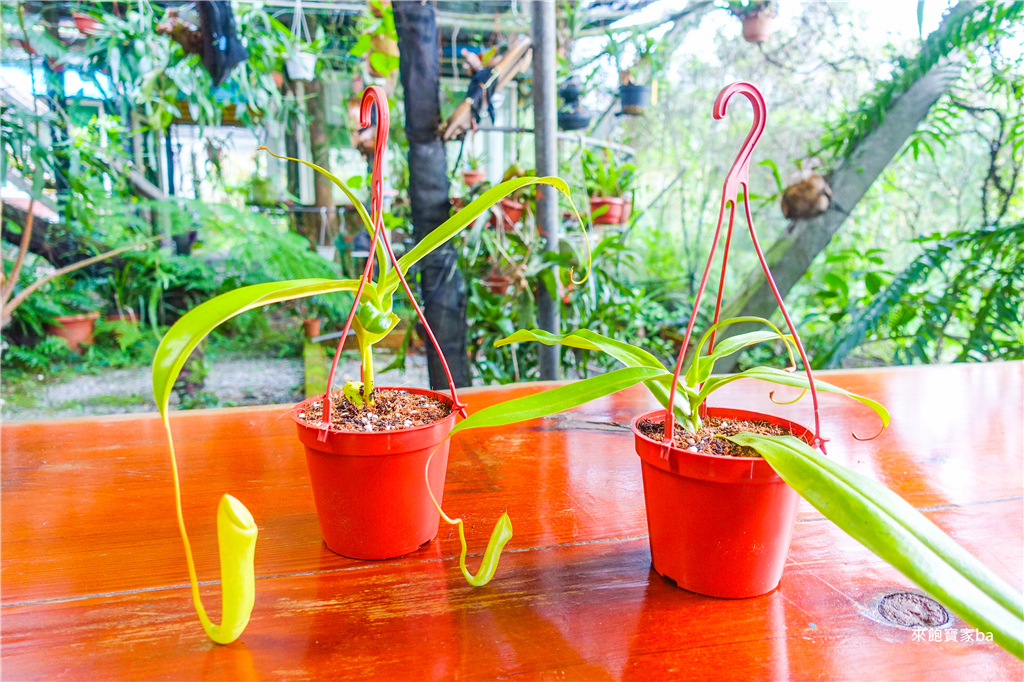 【宜蘭員山景點】波的農場食蟲植物館｜全台唯一以食蟲植物為主題的生態農場，DIY PIZZA、種植豬籠草、導覽！ @來飽寶家ba