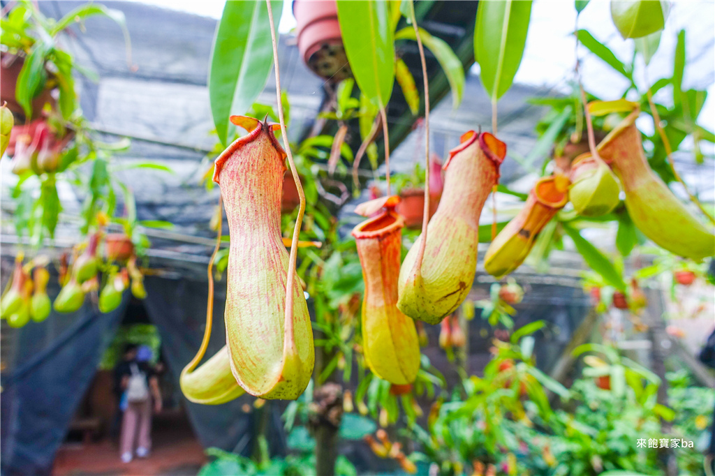 【宜蘭員山景點】波的農場食蟲植物館｜全台唯一以食蟲植物為主題的生態農場，DIY PIZZA、種植豬籠草、導覽！ @來飽寶家ba