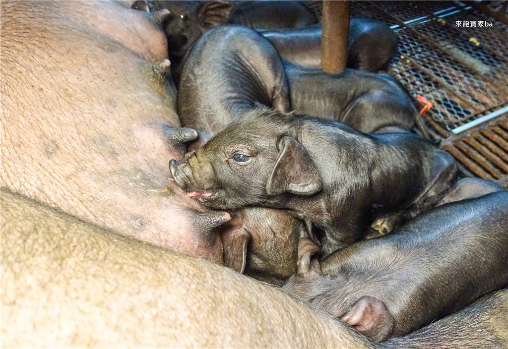 【宜蘭三星景點】天山農場豬寶寶文物館｜全台首家以豬為主題的觀光農場，趕豬、抱豬、DIY三星蔥豬肉蔥油餅、植染方巾體驗，以大自然為教室的景點！ @來飽寶家ba