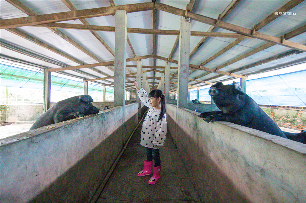 【宜蘭三星景點】天山農場豬寶寶文物館｜全台首家以豬為主題的觀光農場，趕豬、抱豬、DIY三星蔥豬肉蔥油餅、植染方巾體驗，以大自然為教室的景點！ @來飽寶家ba
