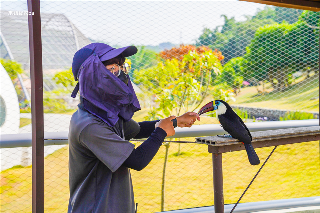南投草屯【九九峰動物樂園】亞洲最大的鳥類主題動物園，零距離互動的開放式園區（門票／評價／餵食時刻表） @來飽寶家ba