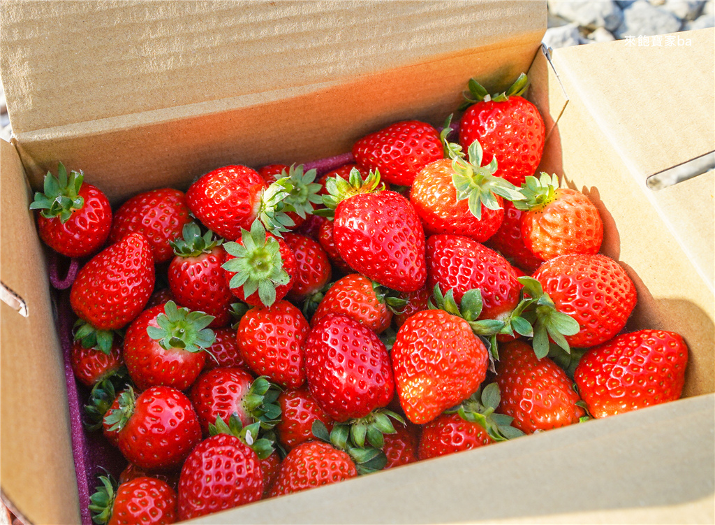 【台中潭子】友田珍鄉有機農場｜有機溫室高架草莓園（位置、價格） @來飽寶家ba